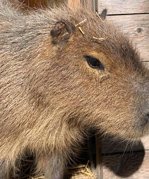 Photo of Stef & Andy the Capybaras, click to book