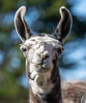 Photo of Paco the Llama, click to book
