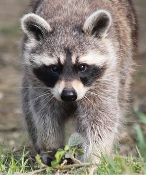 Photo of Ralph the Raccoon, click to book