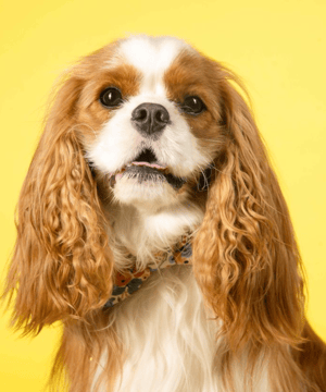 Photo of Collins the Cavalier, click to book