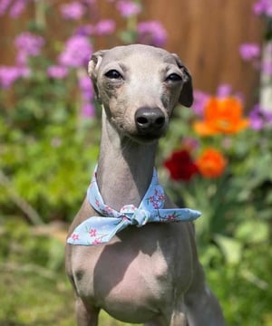Photo of Ripley The Iggy, click to book