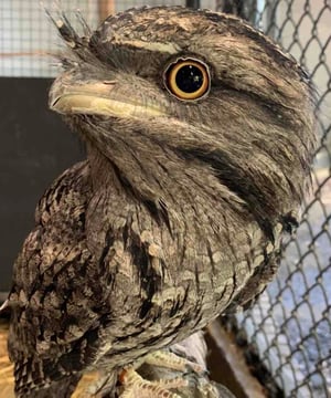 Photo of Darwin the Tawny Frogmouth, click to book