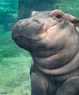 Photo of Fiona the Hippo, click to book