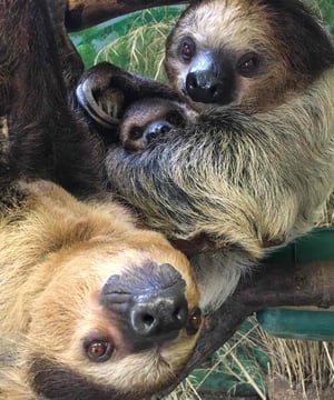 Photo of Sloths Nero & Lunesta at Stone Zoo, click to book