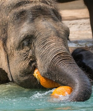 Photo of Elephants at Houston Zoo, click to book