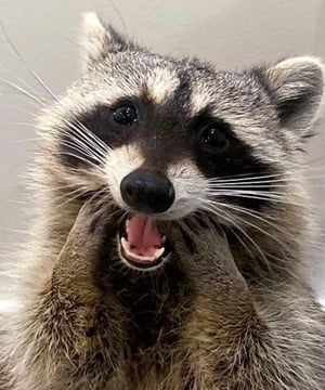 Photo of Tito The Raccoon, click to book