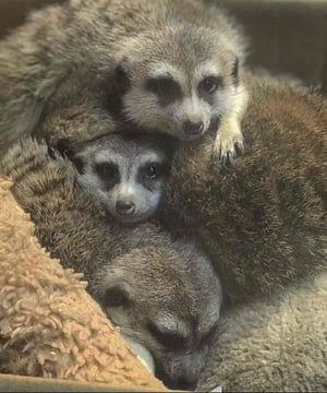 Photo of Meerkat Family, click to book