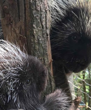 Photo of Porcupines Fezzik & Tarth at Stone Zoo, click to book