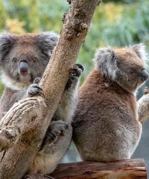 Photo of Sophie & Louise Koalas, click to book