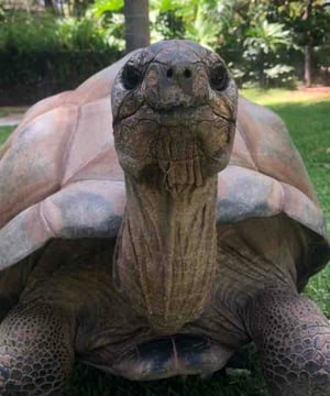 Photo of Shellebrate with a Tortoise Cameo, click to book