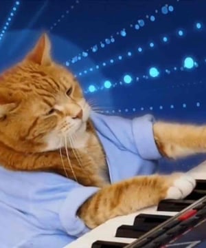 Photo of Keyboard Cat, click to book