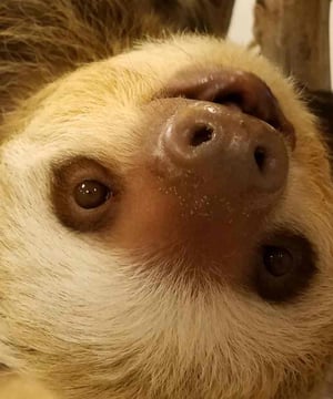 Photo of Dunkin the Two Toed Sloth, click to book