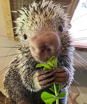 Photo of Rico The Porcupine, click to book