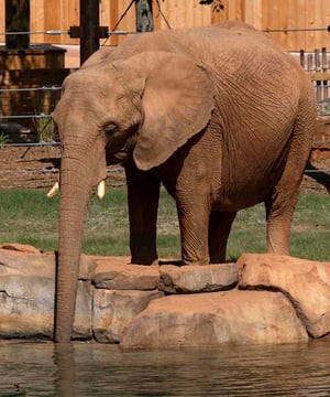 Photo of Kelly the African Elephant, click to book