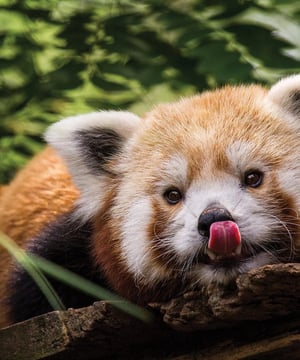 Photo of Red Pandas at Philadelphia Zoo, click to book