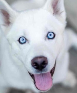 Photo of Fenix ‘Happy dog’ Lumiere, click to book