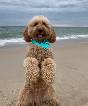 Photo of Bentley The Goldendoodle Puppy, click to book