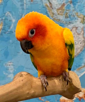 Photo of Lucy the Sun Conure, click to book